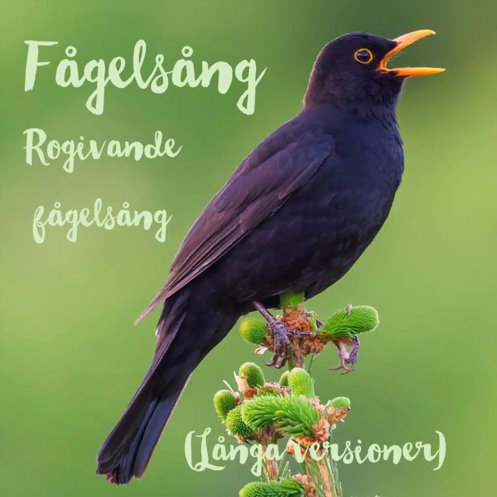 Rogivande fågelsång (Långa versioner)