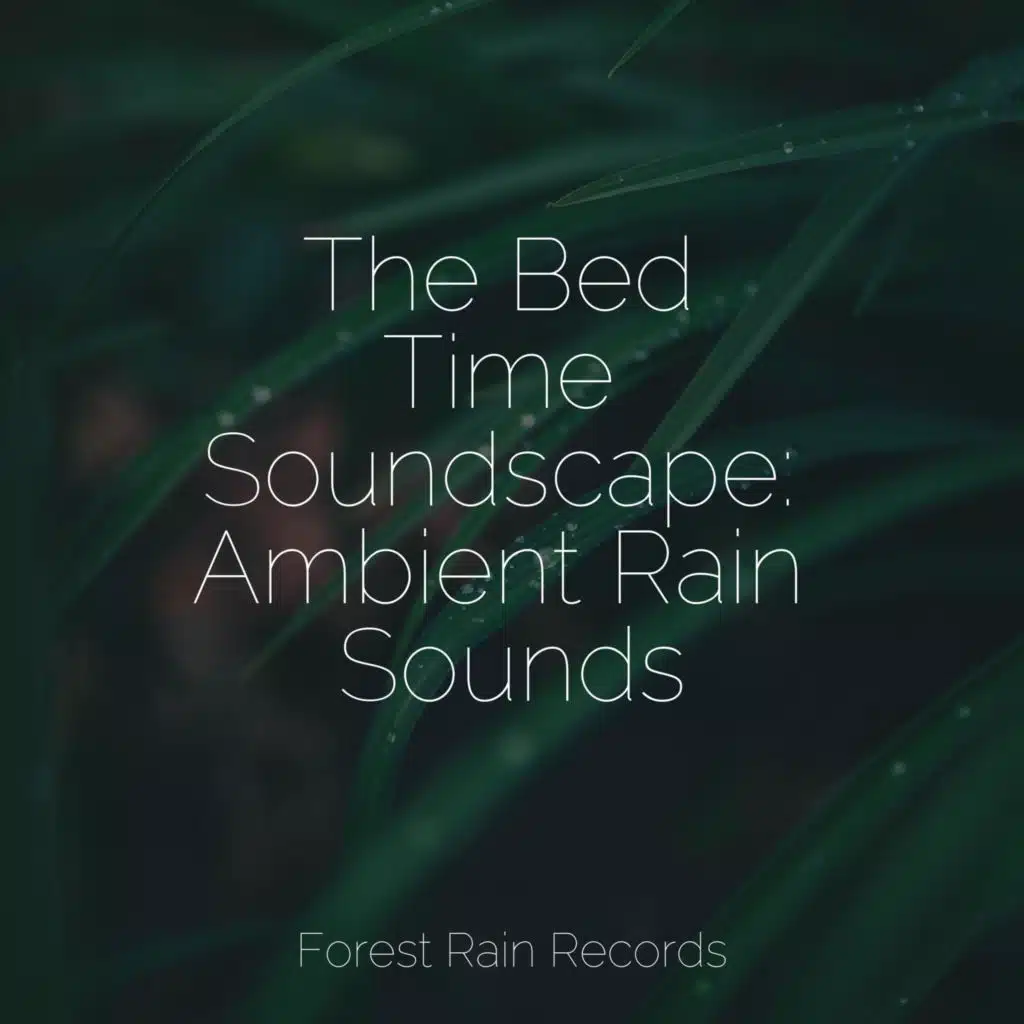 Forest, Morning, Birds