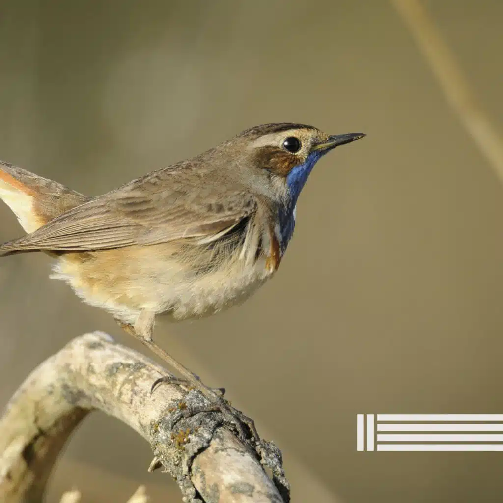 Birds In The Forest & Sounds of Nature Zone