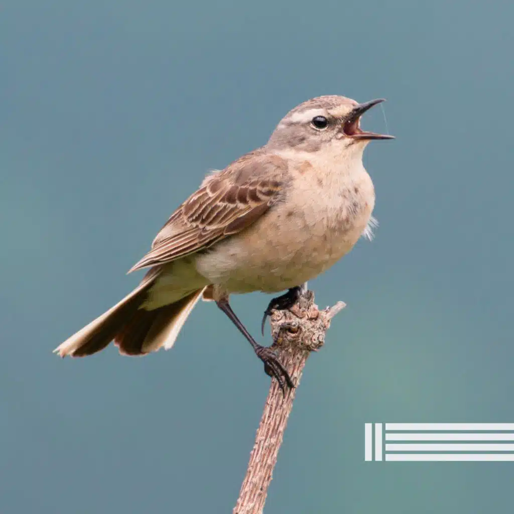 在森林里鸣叫的鸟儿（可循环播放）