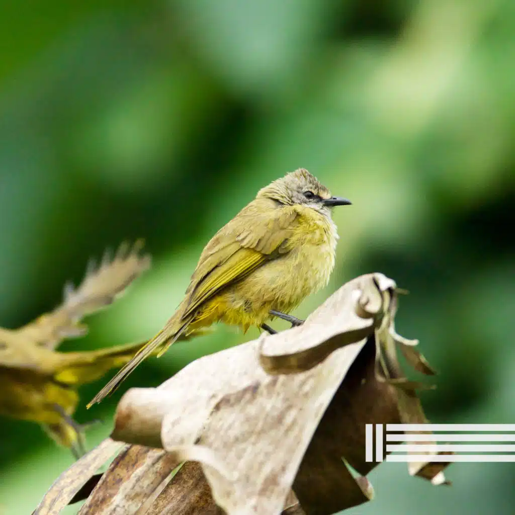 Chant d'Oiseaux, Sons De La Forêt & Zone Sons de la Nature
