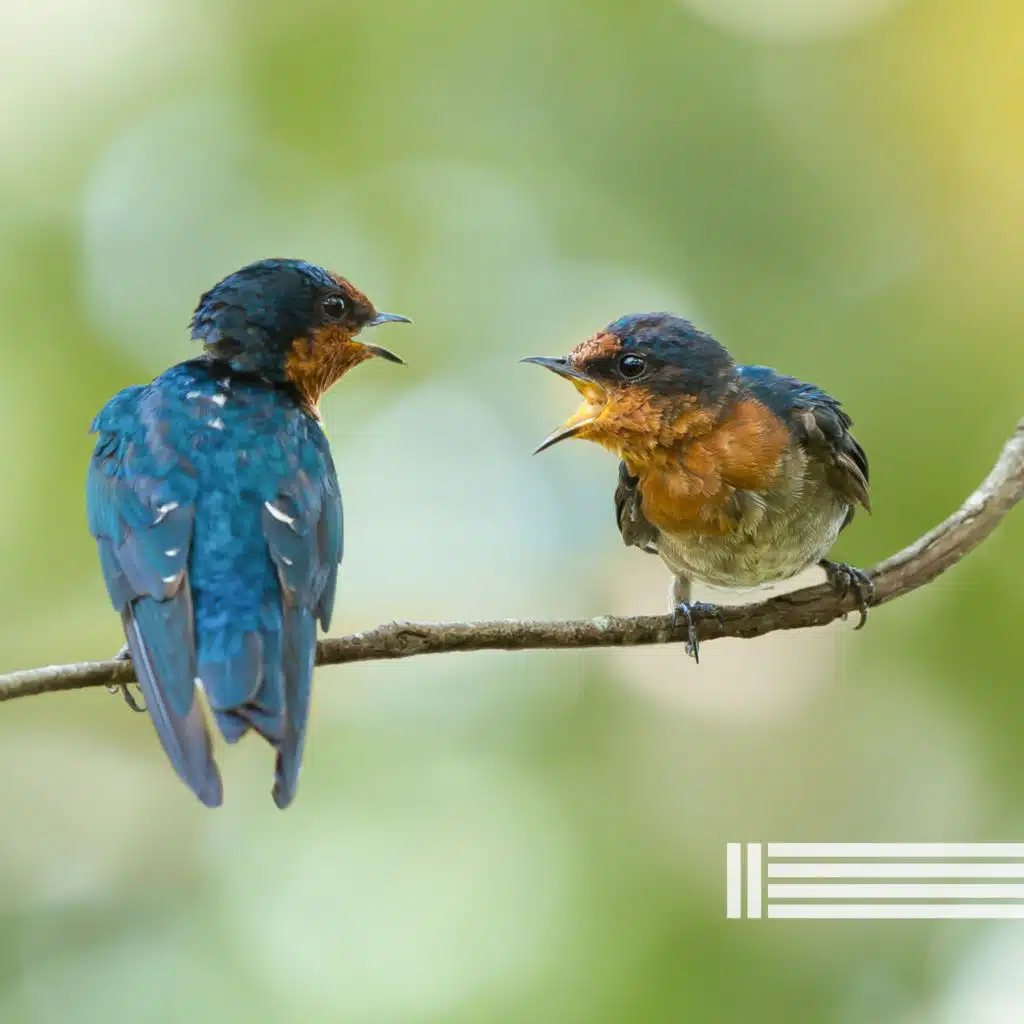 Sons De Pássaros Cantando, Reserva de Sons Naturais & Sons Da Floresta
