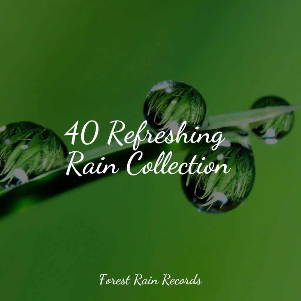 Seagulls on the Beach (Relaxing Ocean Waves)