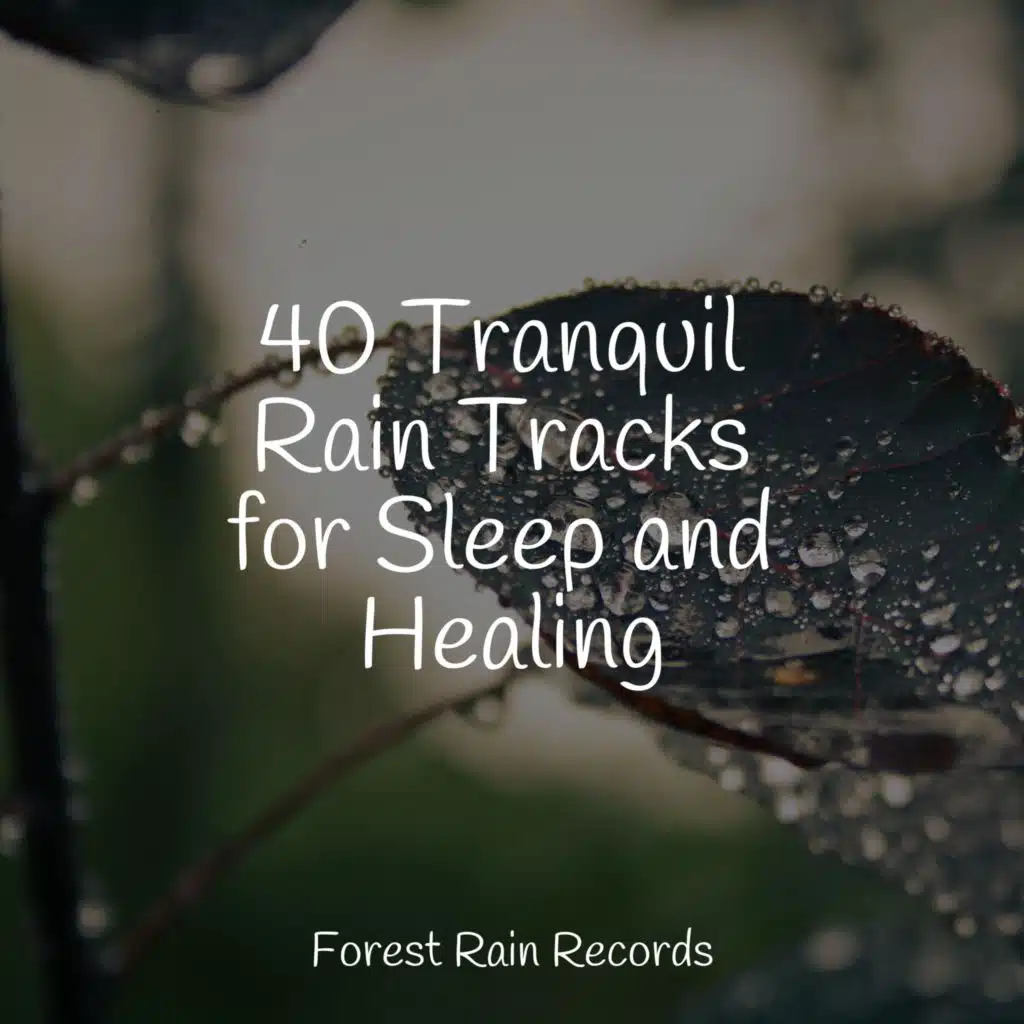 Seagulls on the Beach (Relaxing Ocean Waves)