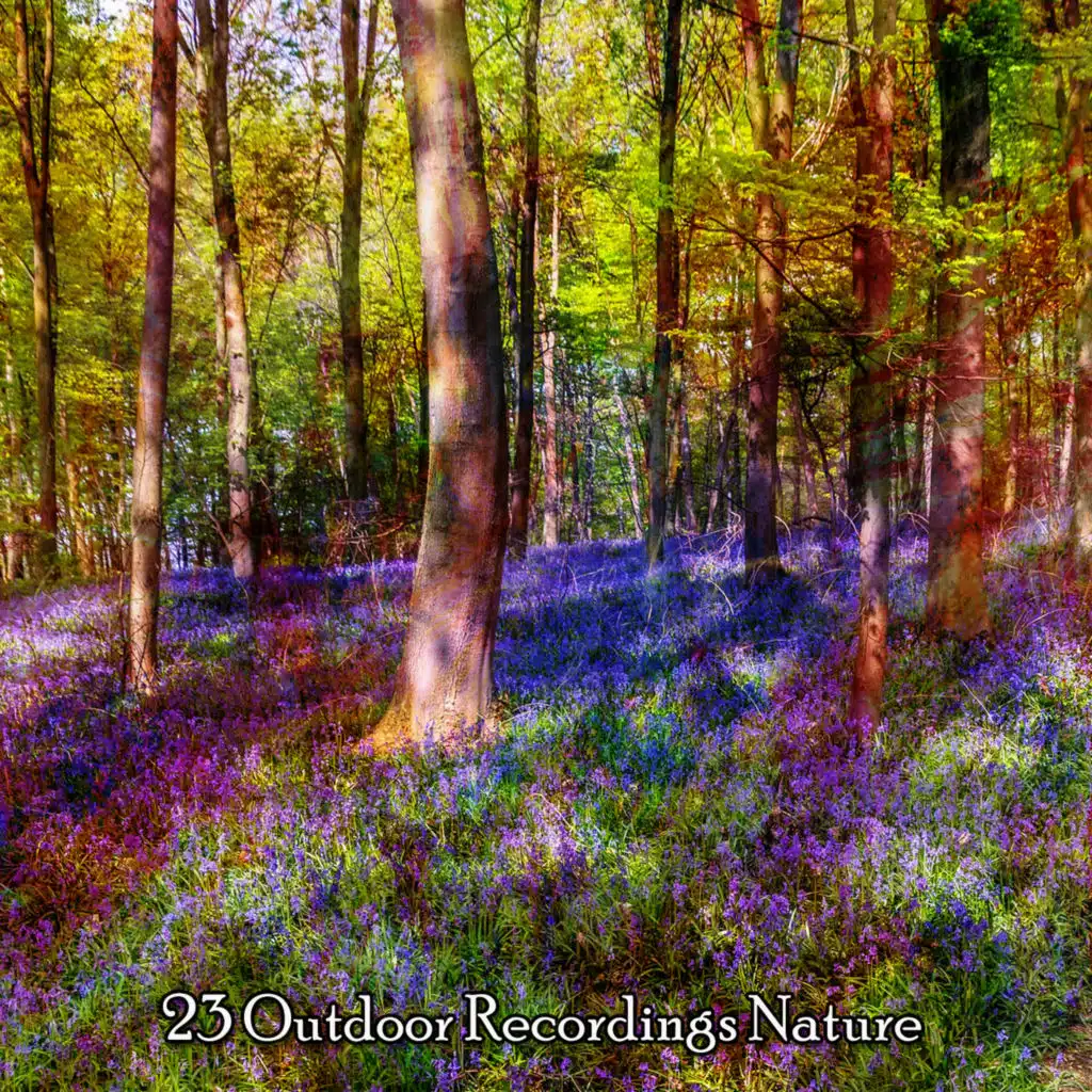 23 Outdoor Recordings Nature