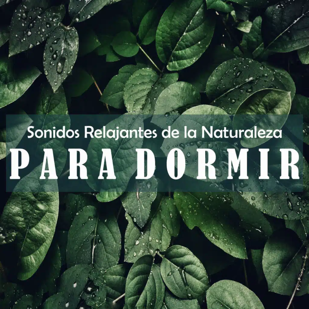 Sonidos Relajantes de la Naturaleza by Beneluxa, Meditación & Sonidos de Tormenta y Lluvia Fuerte
