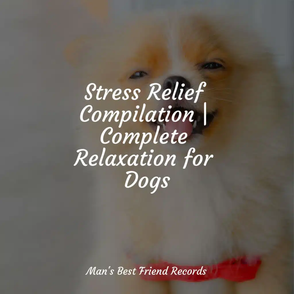Stress Relief Compilation | Complete Relaxation for Dogs