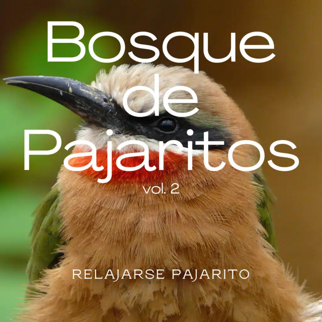 Pájaros Cantando y Ruidos para Relajar la Mente y el Cuerpo