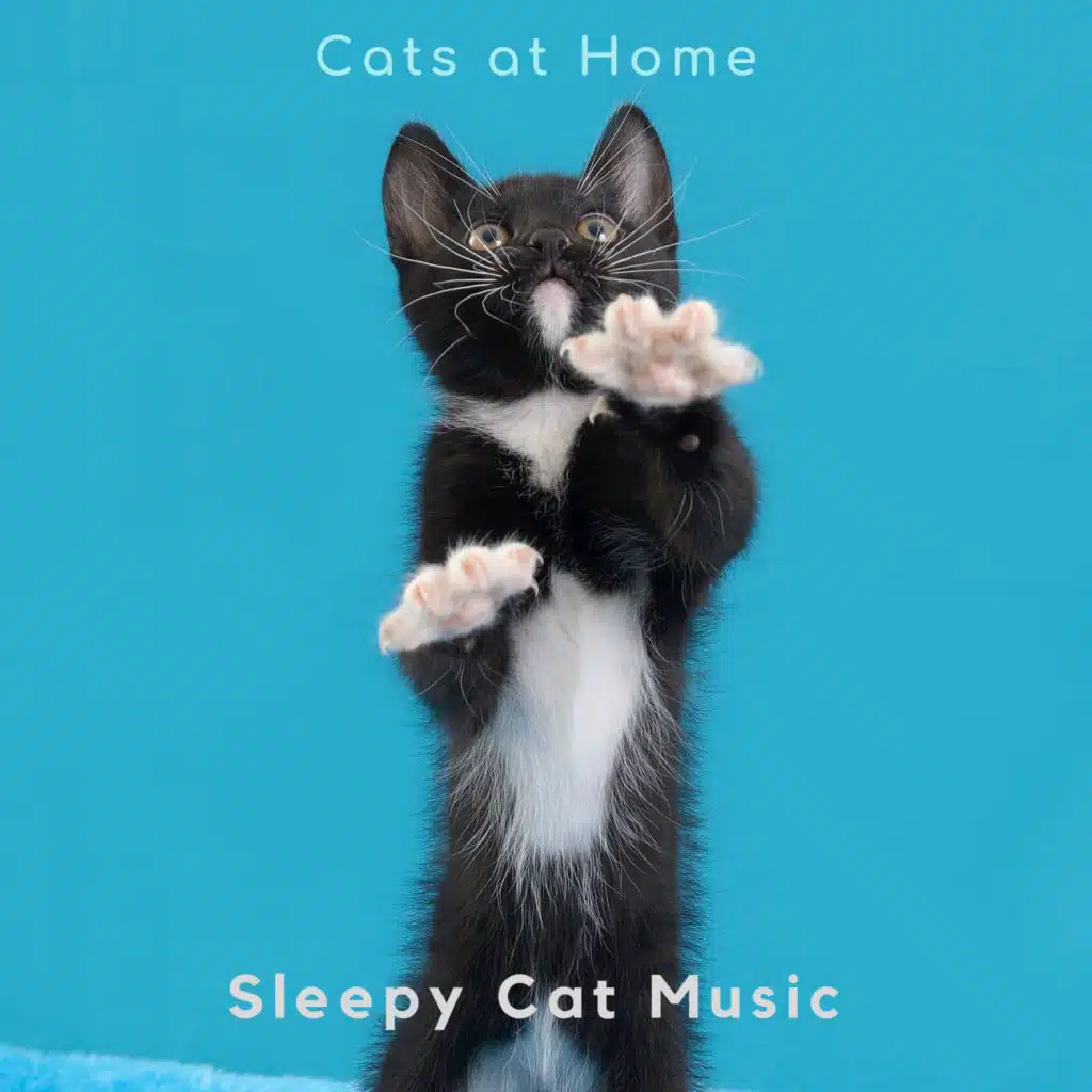 The Quiet Cat Jazz