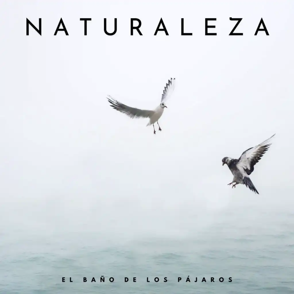 Naturaleza: El Baño De Los Pájaros
