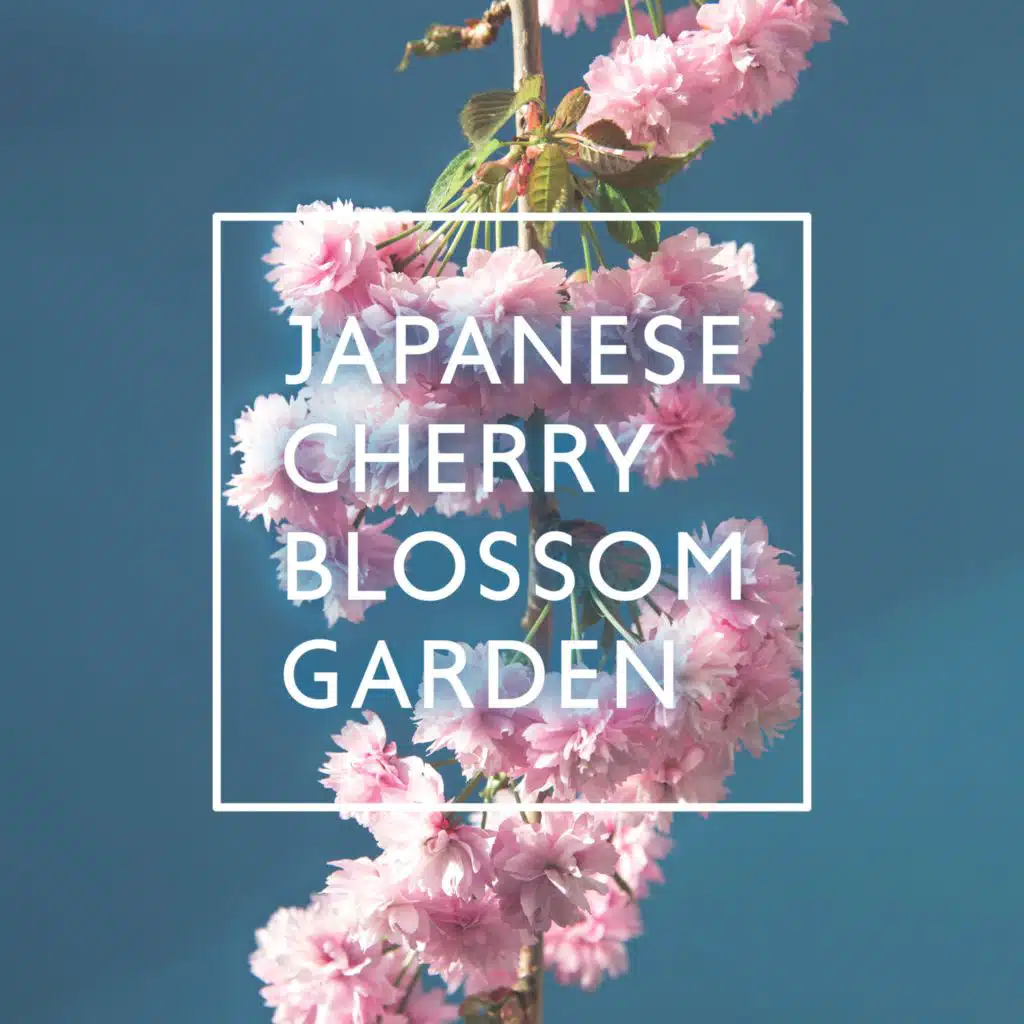 Japanese Cherry Blossom Garden (Asian Flute Music for Yoga, Reiki and Chakra Cleansing)