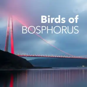 Birds of Bosphorus