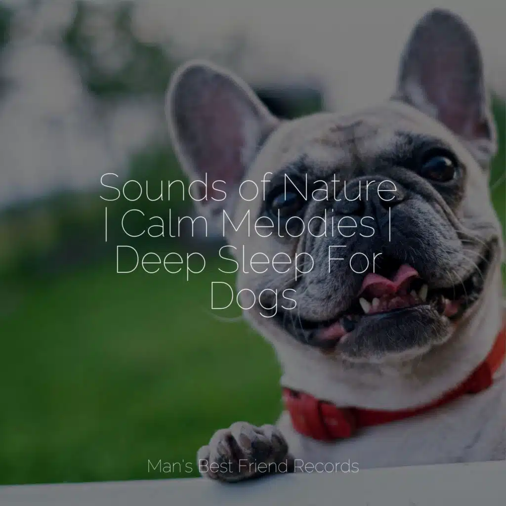 Sleeping Music For Dogs, Sleep Music For Dogs & Dog Music
