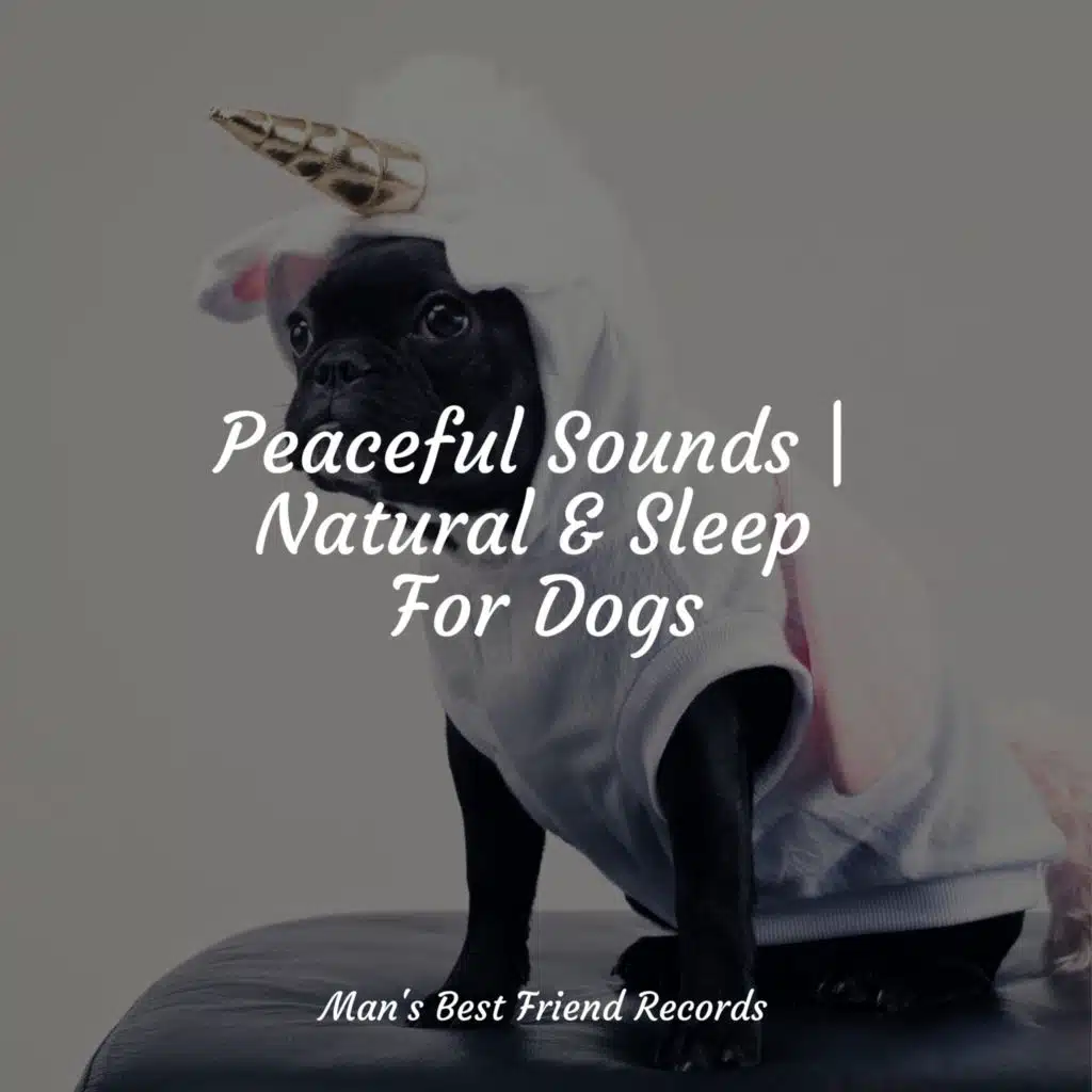 Jazz Music Therapy for Dogs, Relaxmydog & Jazz Music for Dogs