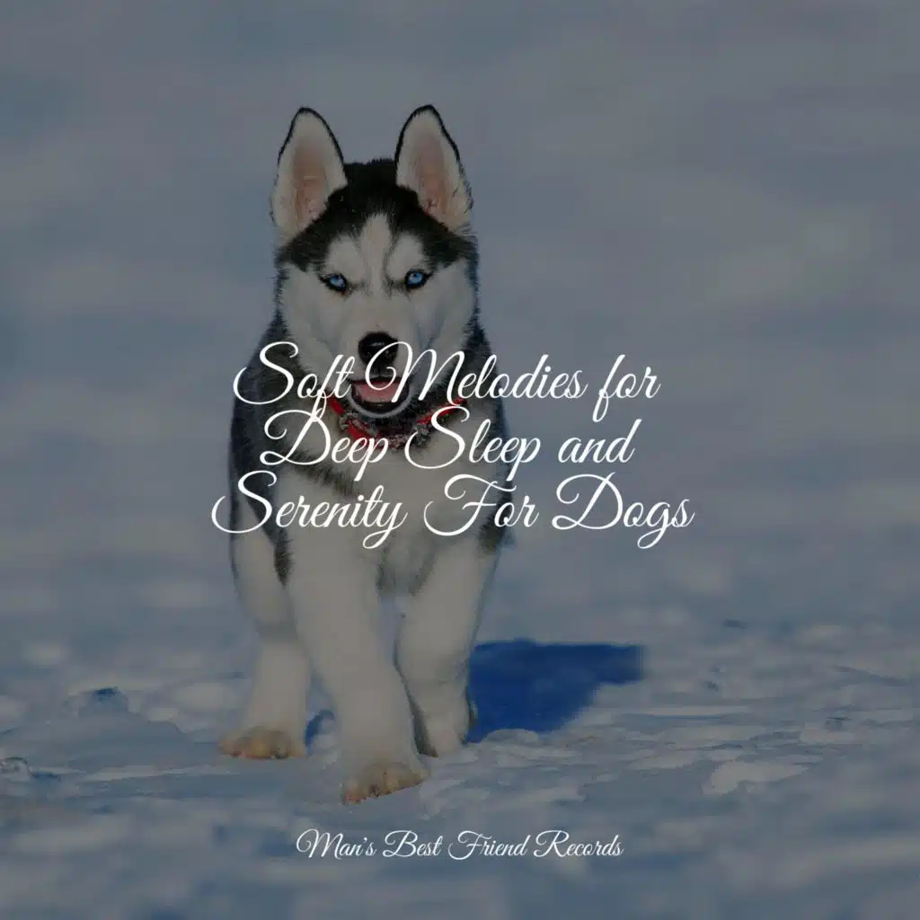 Music for Pets Library, Music for Dog's Ear & Music for Leaving Dogs Home Alone