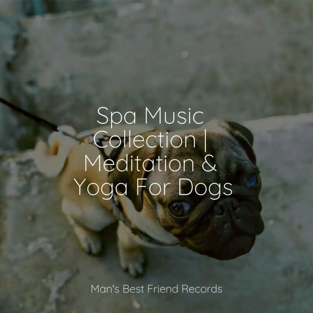 Calm Doggy, Relaxmydog & Jazz Music for Dogs