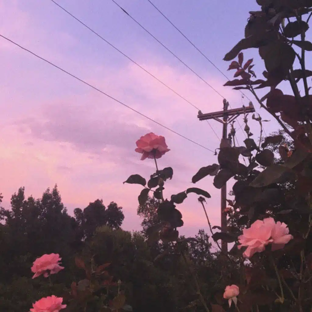 Catbus Stop & Shiloh Dynasty