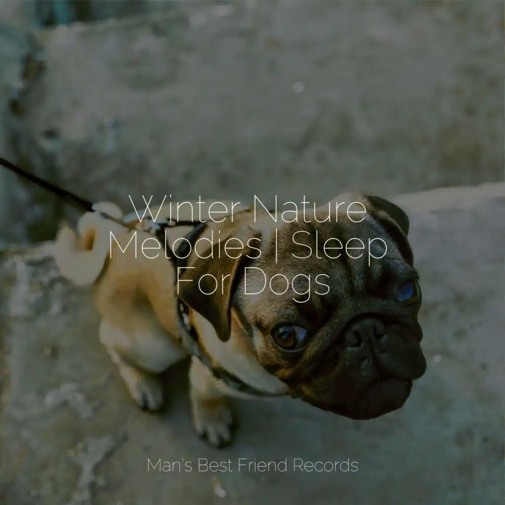 Winter Nature Melodies | Sleep For Dogs