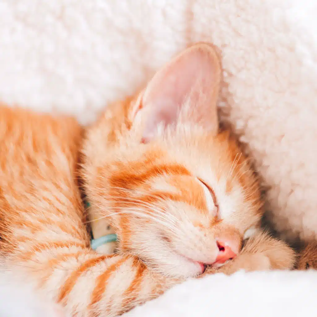 022 - Perché dormiamo & come dormire meglio