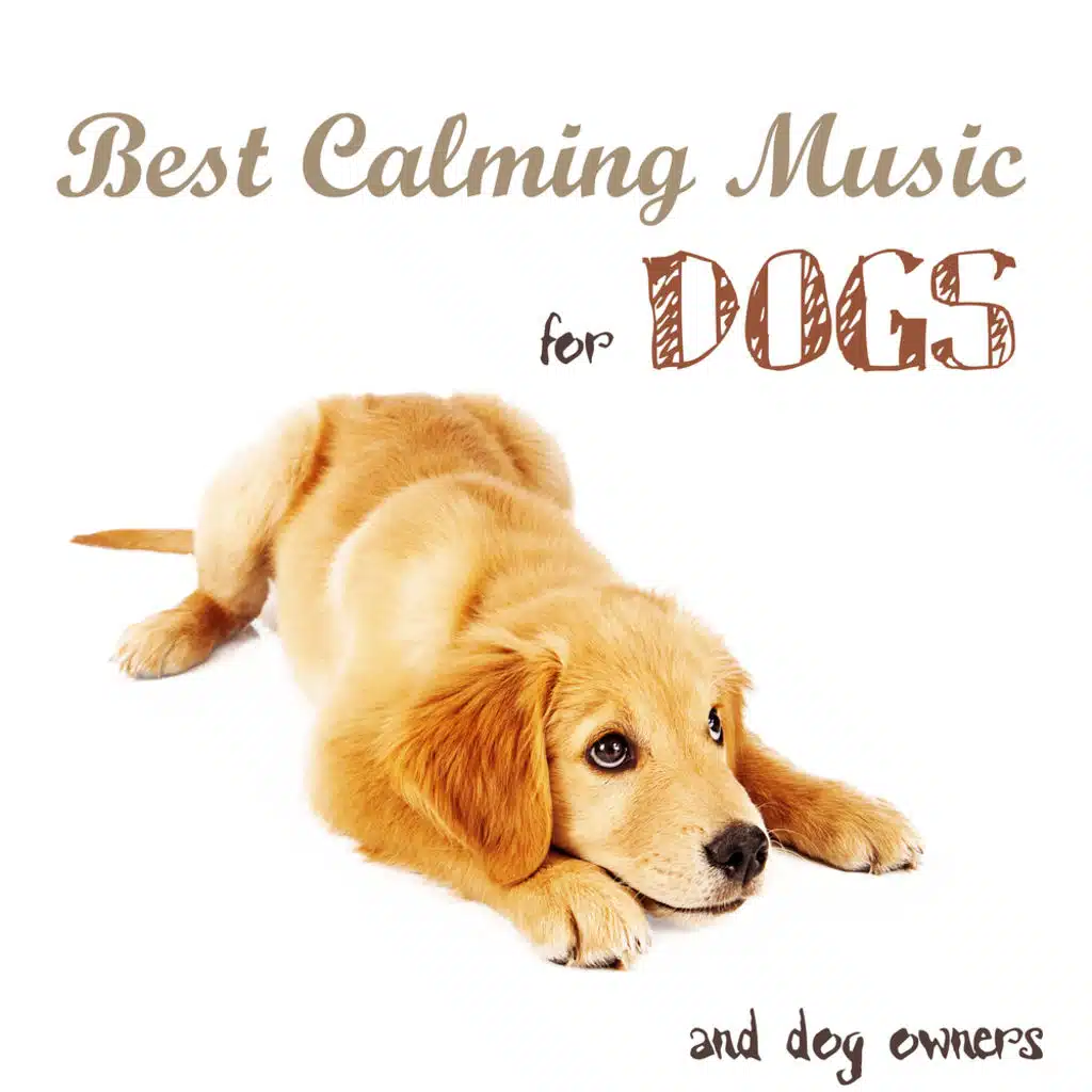 Best Calming Music for Dogs and Dog Owners