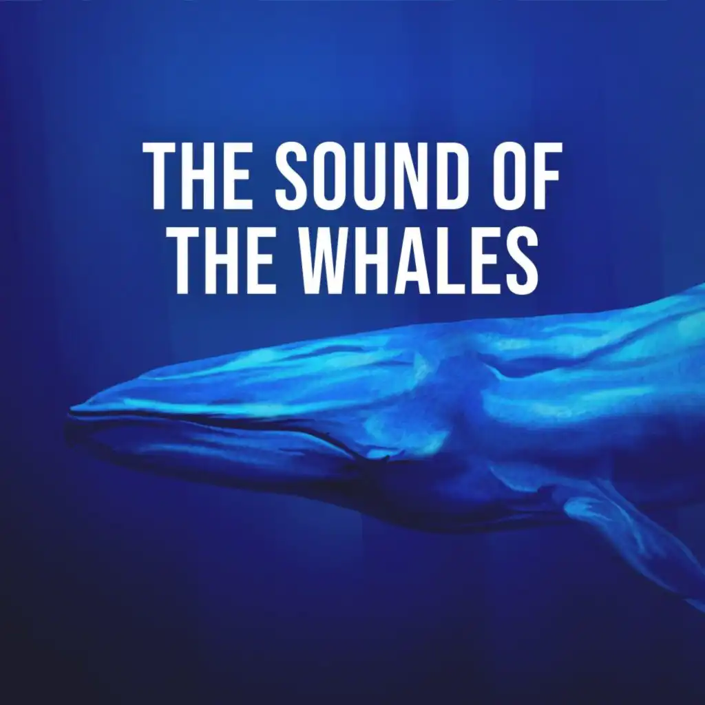 The Sound of the Whales, Pt. 2