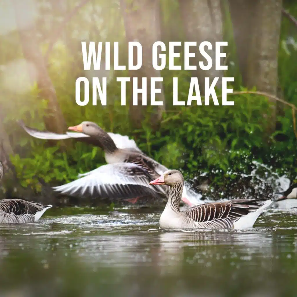 Wild Geese on the Lake