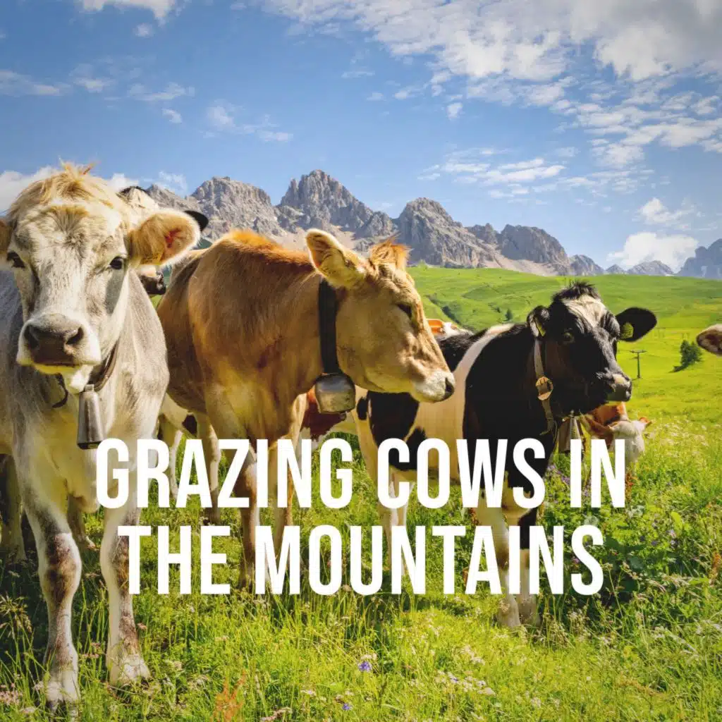 Grazing Cows in the Mountains: Relaxing Nature Sounds for Stress Relief