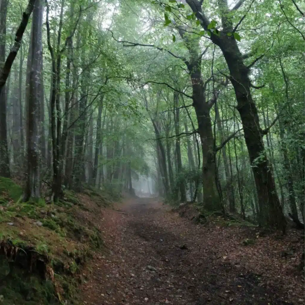 A Human History of Forests and Woodlands in Ireland
