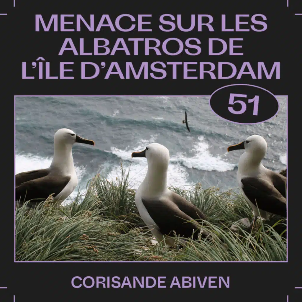 #51 — Menace sur les albatros de l'île d'Amsterdam, avec Corisande Abiven