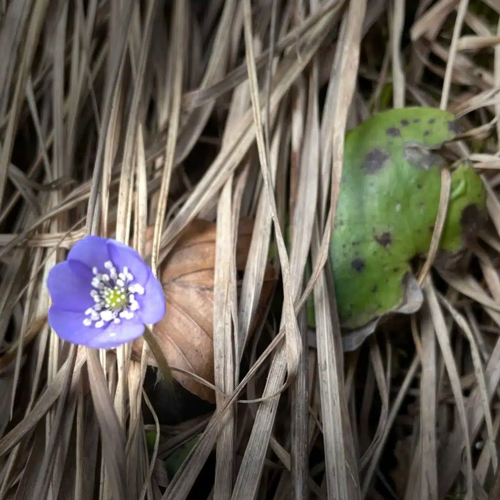 Spring Arrival