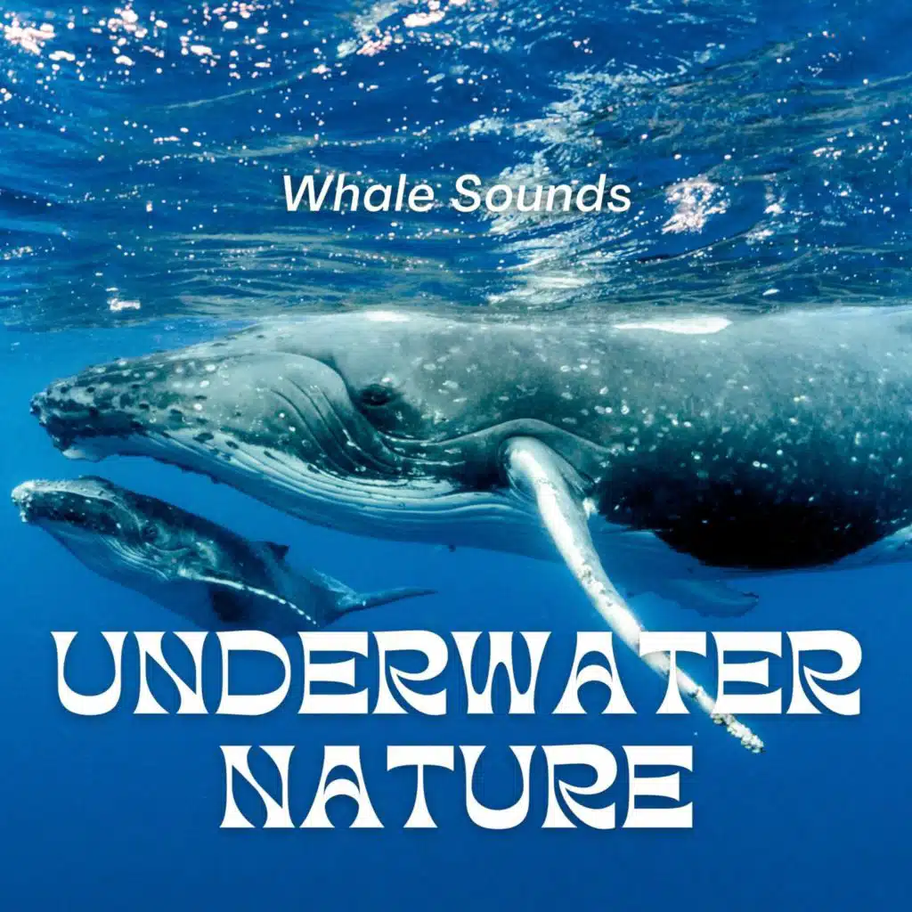 Whale Sounds Underwater Nature