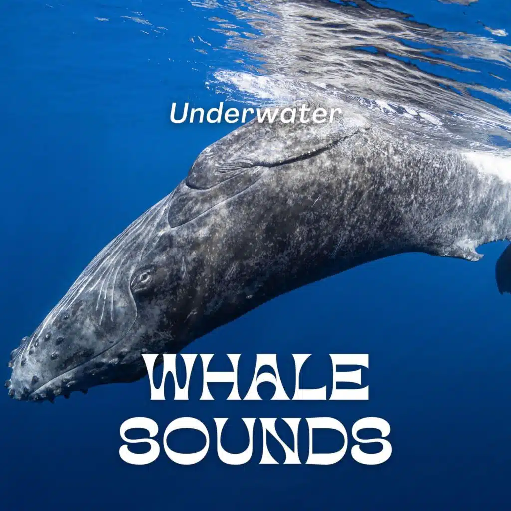 Underwater Whale Sounds