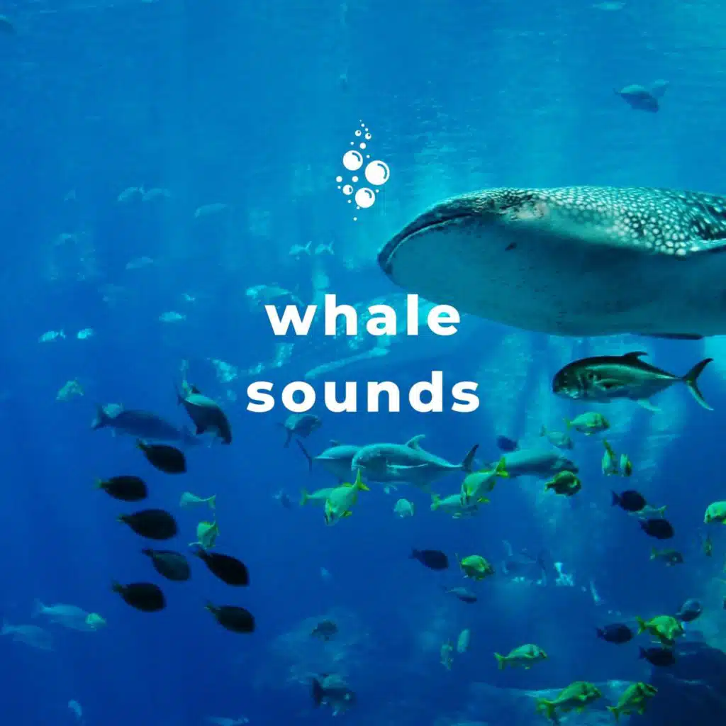 Underwater World, Whale Song & Nature Therapy