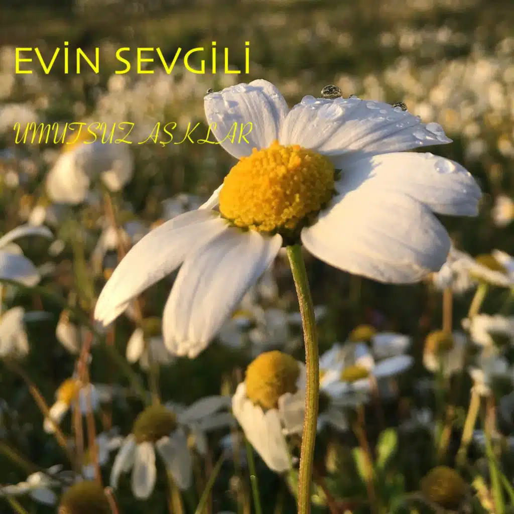 Evin Sevgili