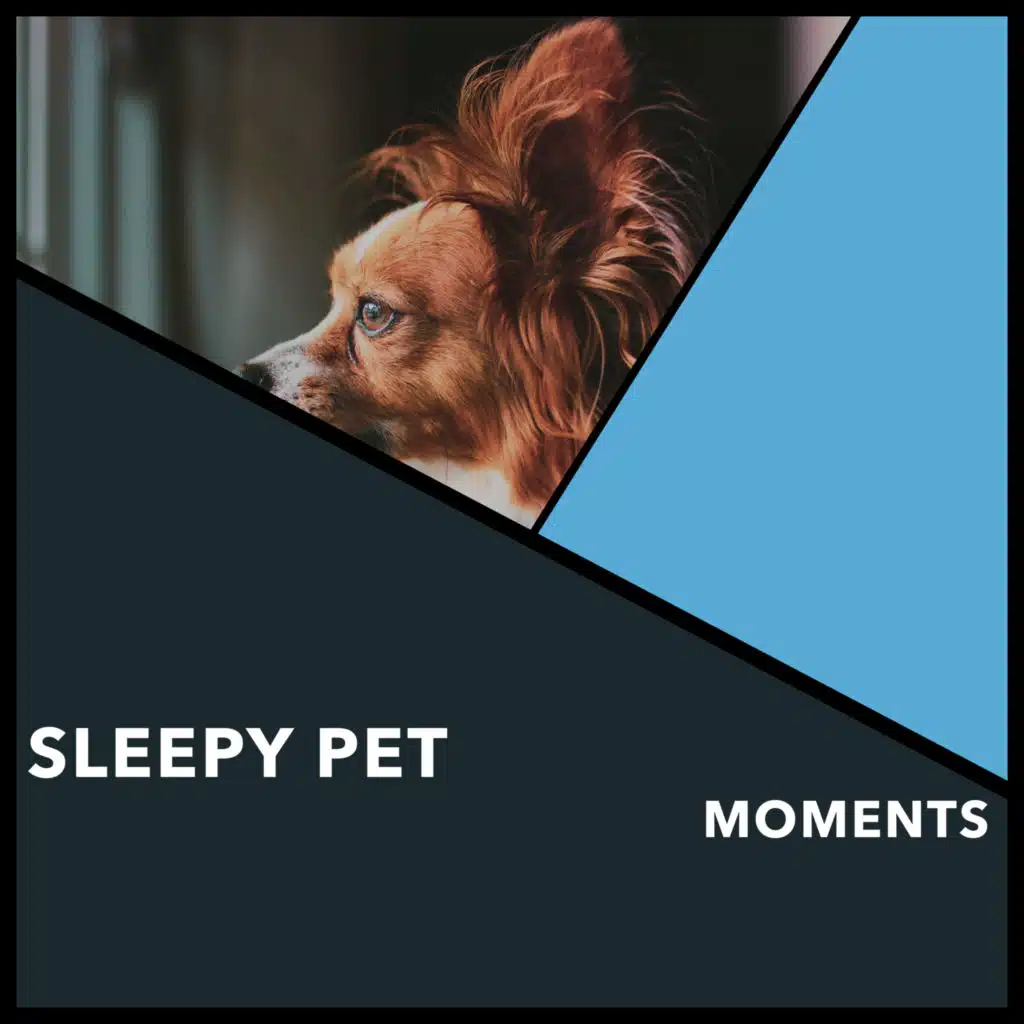 Sleepy Pet Moments