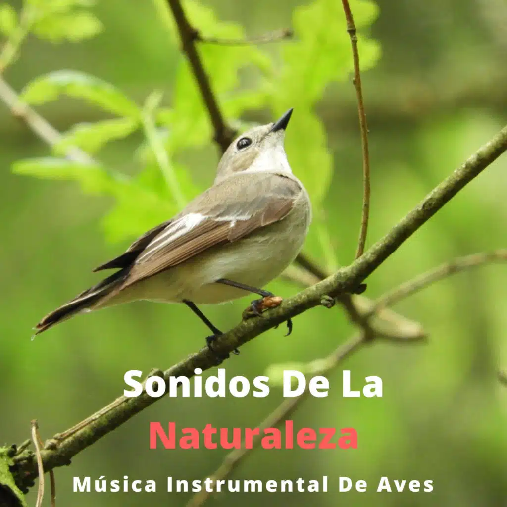 Sonidos De La Naturaleza: Música Instrumental De Aves