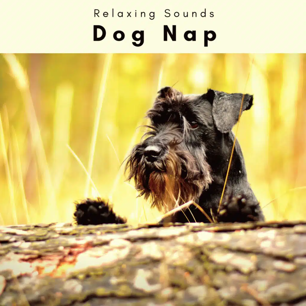 Dog Nap (feat. Dog Music Waves, Musique Calmante Pour Chiens & Musique D'Endormissement Pour Chiens) (feat. Dog Music Waves, Musique Calmante Pour Chiens & Musique D'Endormissement Pour Chiens)