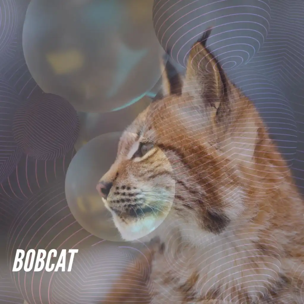 Bobcat