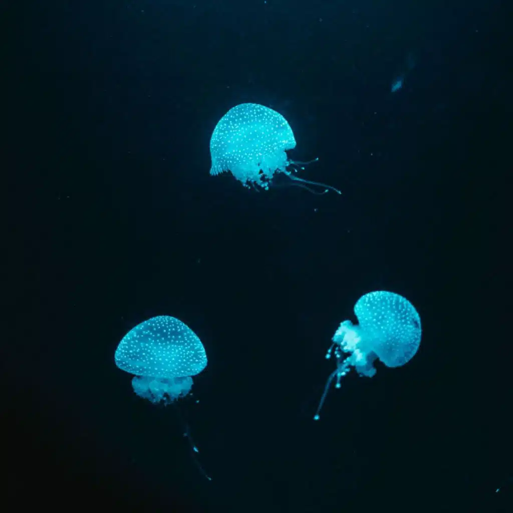 Water - Slowed + Reverb