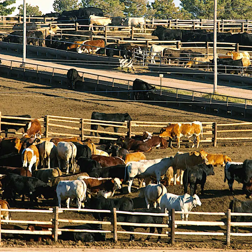 US Cow Liquidation: How Big Is It?
