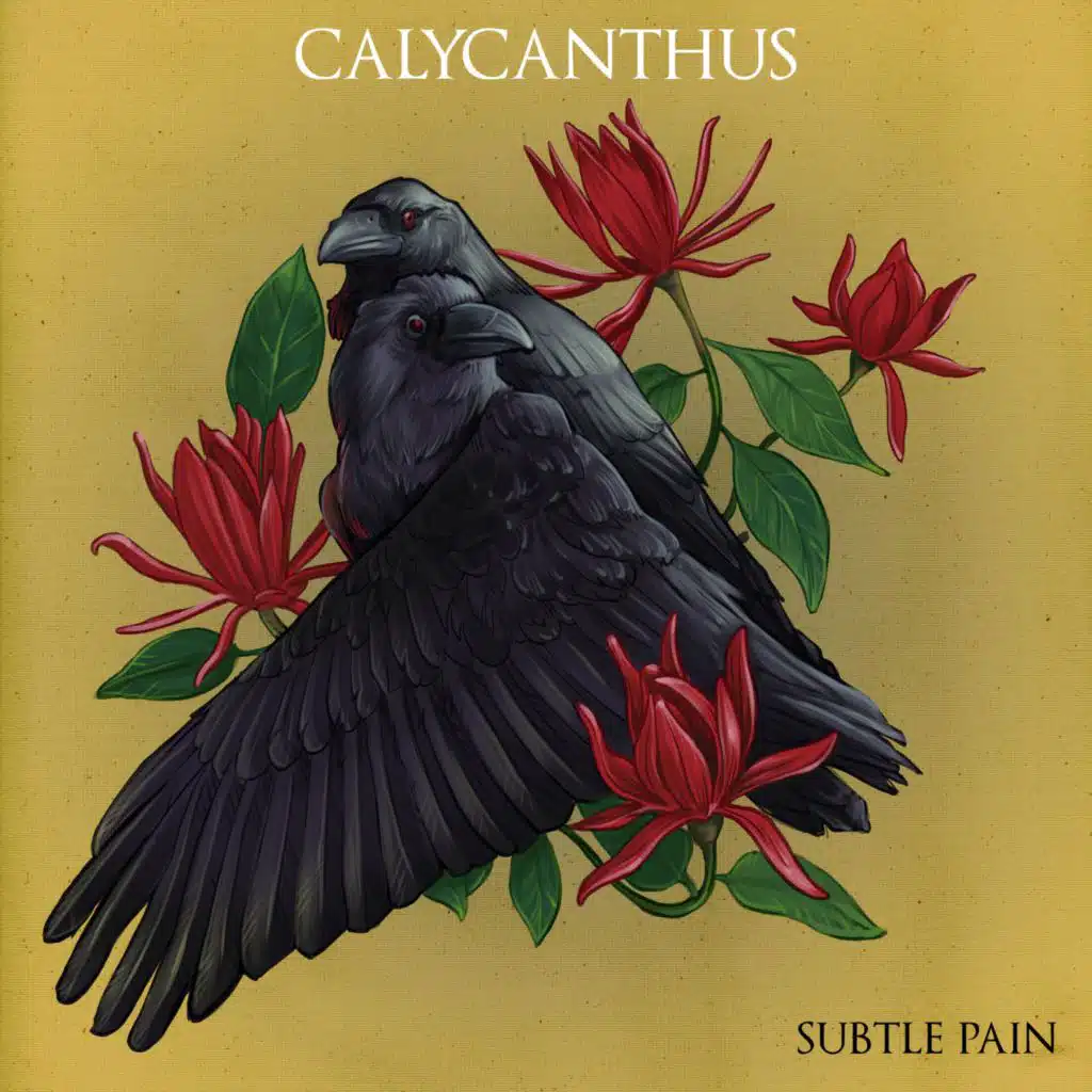 Calycanthus
