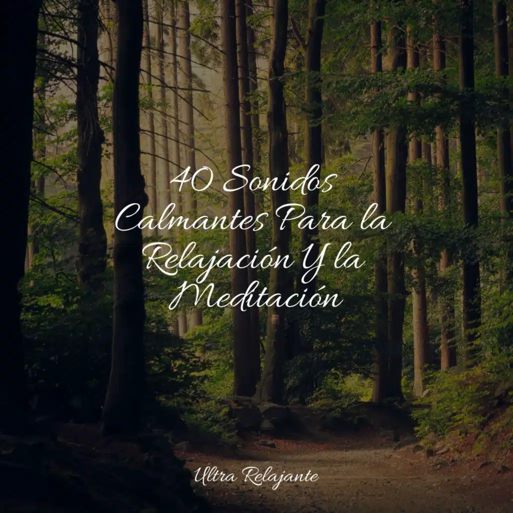 Paz en El Bosque De Pinos