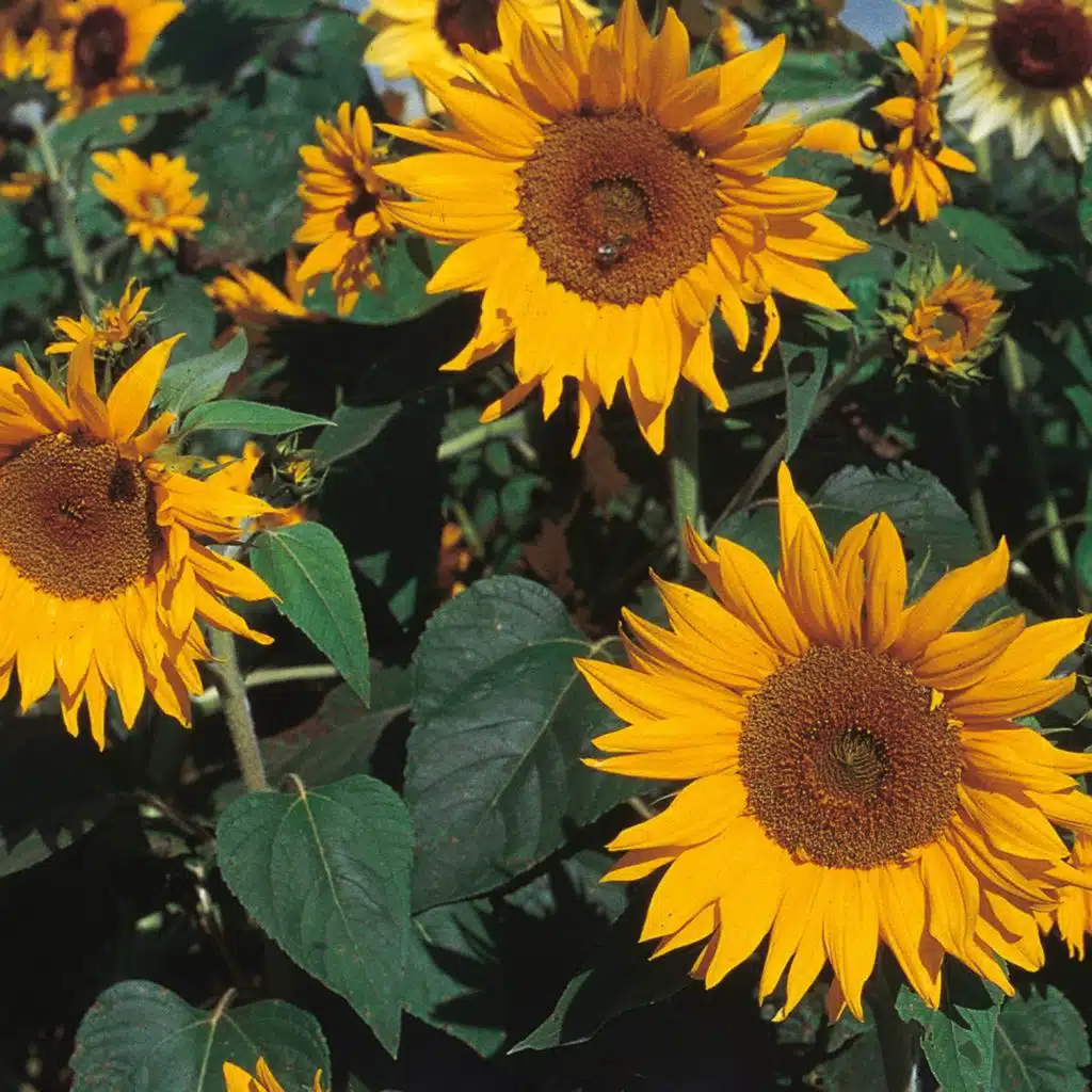 Sunflowers