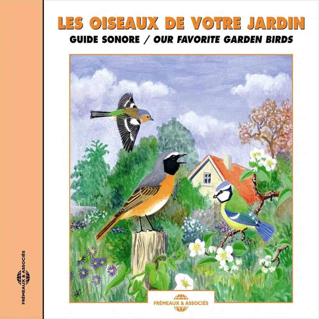 Pinson des arbres (Chaffinch)