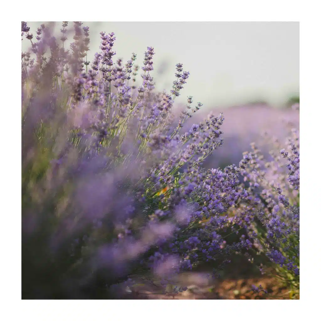 Romantic Piano Ambient