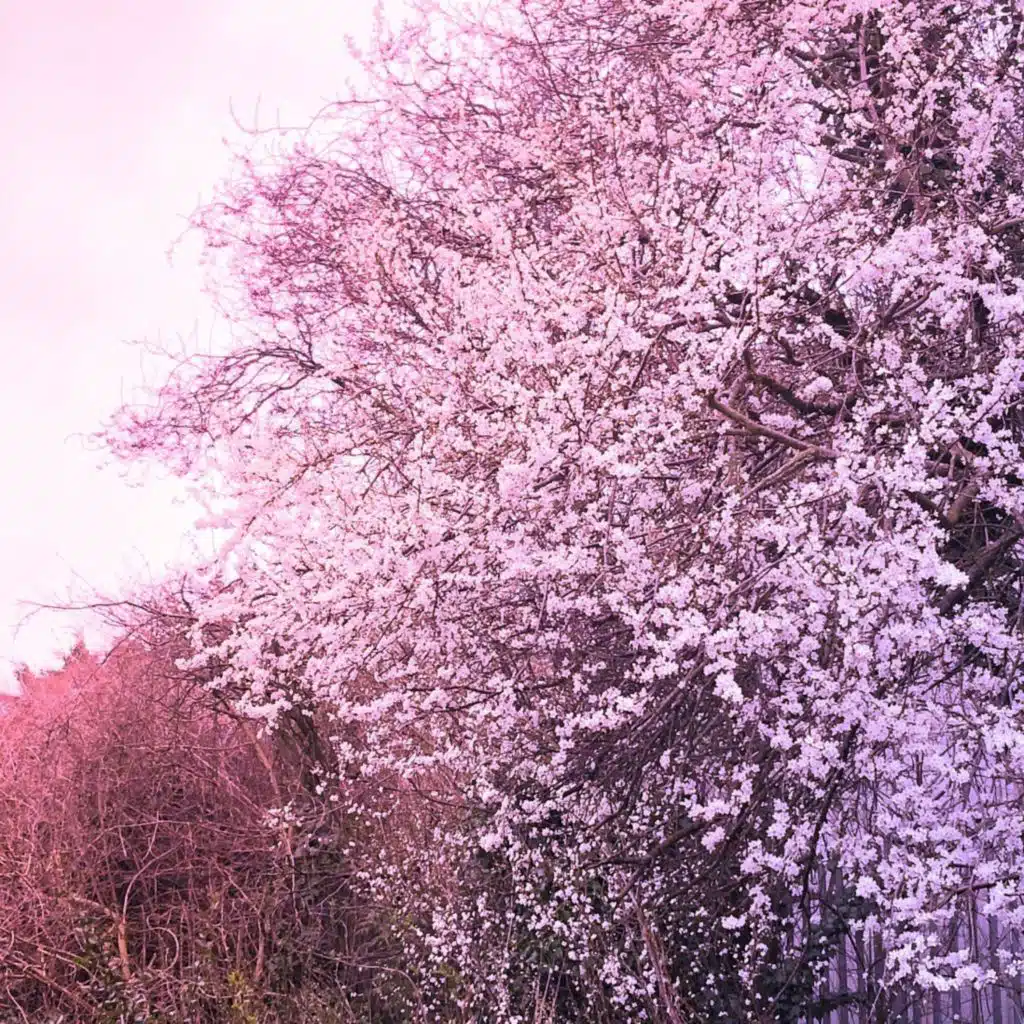 Blossom