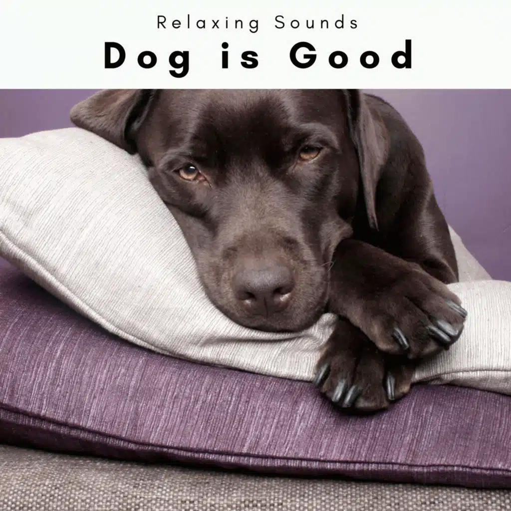 Dogs Music Therapy & Dog Relax