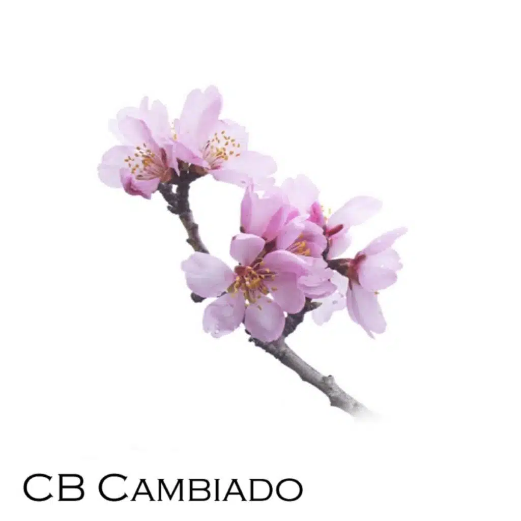 Cb Cambiado
