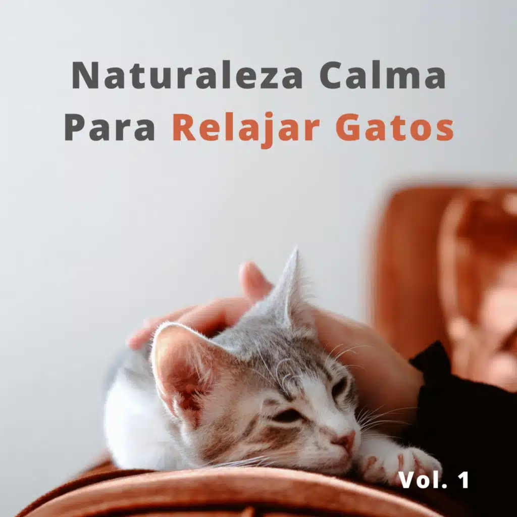 Naturaleza Calma Para Relajar Gatos Vol. 1