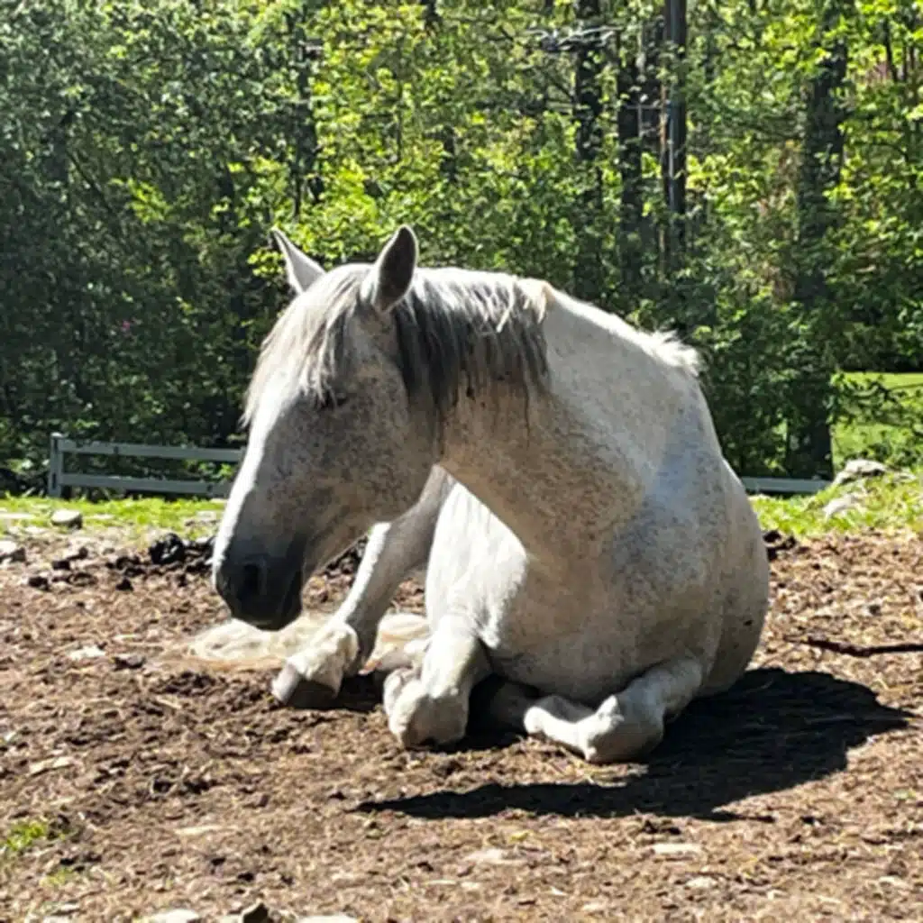 Indy: The Journey begins